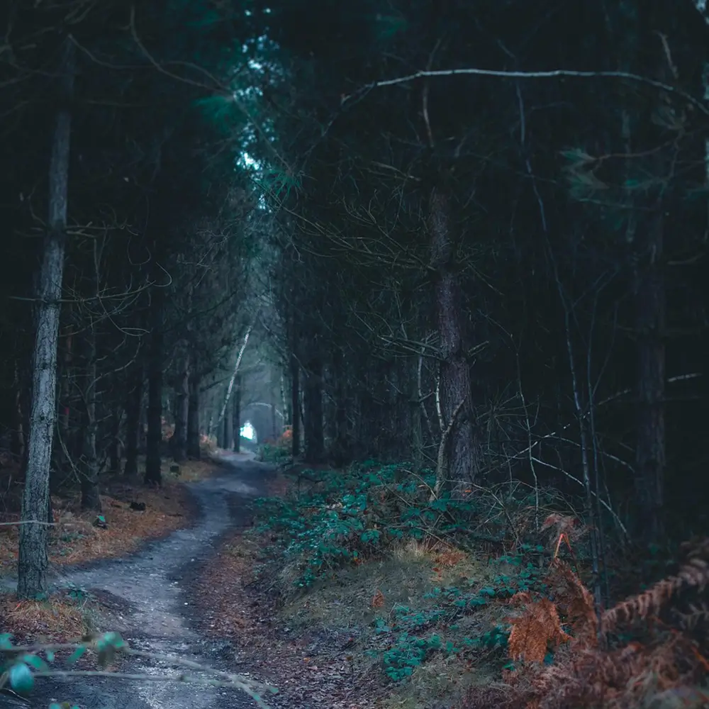 Dark Woods image from Pixabay used in Psychology of Color in Art Post